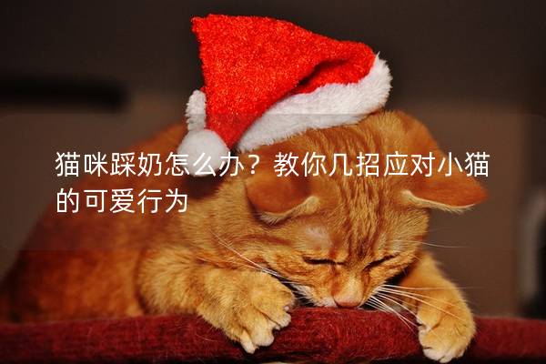 貓咪踩奶怎么辦？教你幾招應(yīng)對(duì)小貓的可愛行為