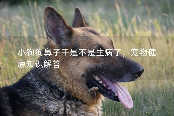 小狗狗鼻子干是不是生病了，寵物健康知識解答