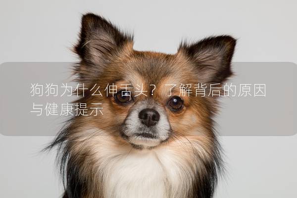 狗狗為什么伸舌頭?了解背后的原因與健康提示 狗狗為什么伸舌頭?了解背后的原因與健康提示