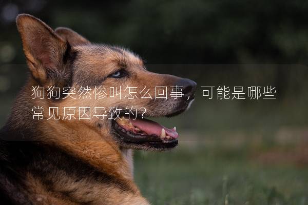 狗狗突然慘叫怎么回事，可能是哪些常見原因導致的？