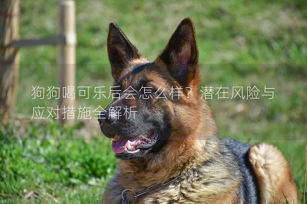 狗狗喝可樂后會怎么樣？潛在風險與應對措施全解析