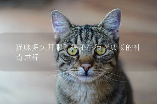 貓咪多久開眼?揭秘小貓咪成長的神奇過程 貓咪多久開眼?揭秘小貓咪成長的神奇過程