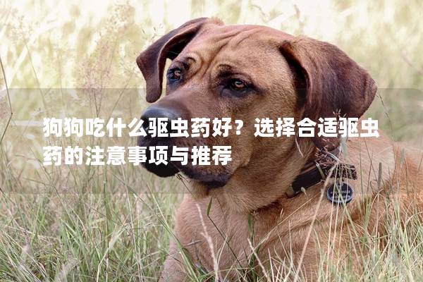 狗狗吃什么驅蟲藥好？選擇合適驅蟲藥的注意事項與推薦