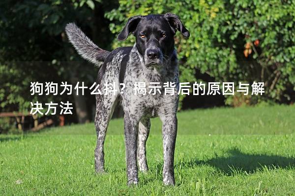 狗狗為什么抖？揭示背后的原因與解決方法