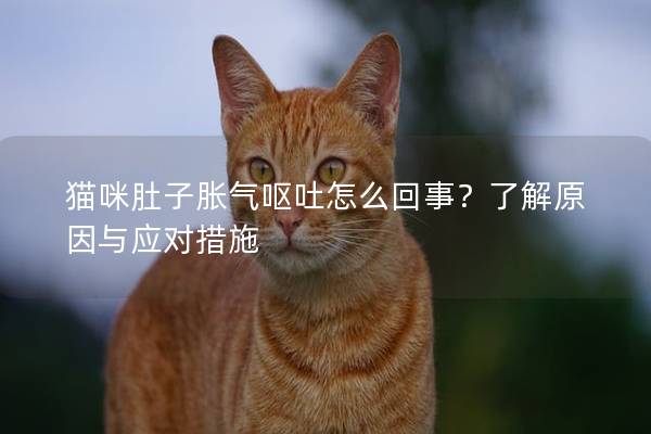 貓咪肚子脹氣嘔吐怎么回事？了解原因與應(yīng)對措施