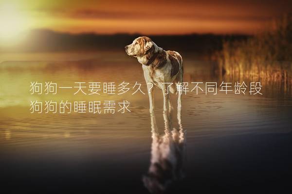 狗狗一天要睡多久？了解不同年齡段狗狗的睡眠需求