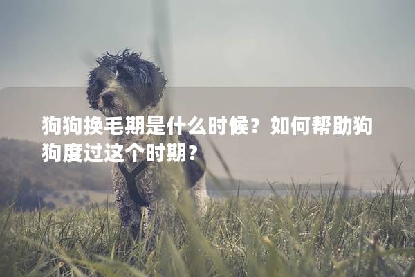 狗狗換毛期是什么時候？如何幫助狗狗度過這個時期？