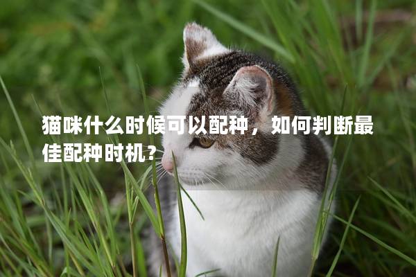 貓咪什么時(shí)候可以配種，如何判斷最佳配種時(shí)機(jī)？