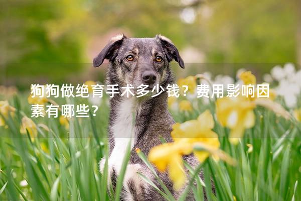 狗狗做絕育手術多少錢?費用影響因素有哪些? 狗狗做絕育手術多少錢?費用影響因素有哪些?