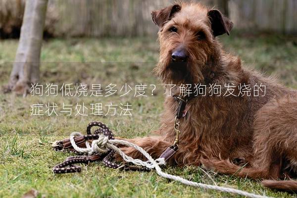 狗狗低燒是多少度？了解狗狗發燒的癥狀與處理方法