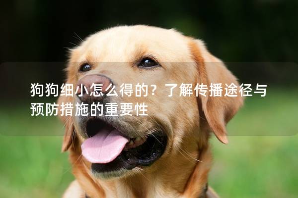 狗狗細小怎么得的？了解傳播途徑與預防措施的重要性