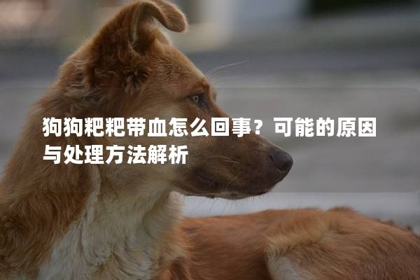 狗狗粑粑帶血怎么回事？可能的原因與處理方法解析