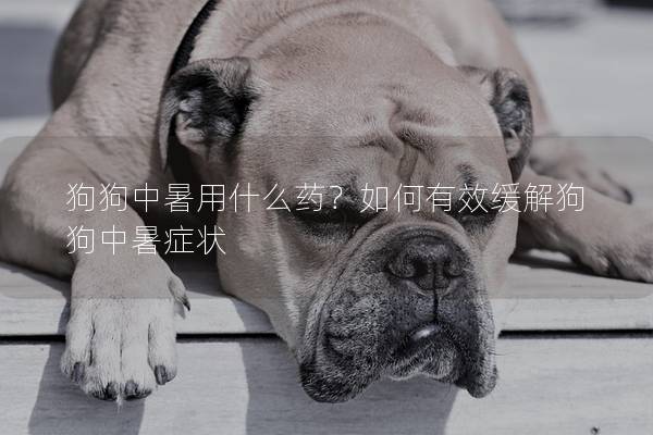 狗狗中暑用什么藥？如何有效緩解狗狗中暑癥狀
