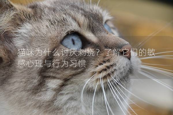 貓咪為什么討厭刺撓？了解它們的敏感心理與行為習慣
