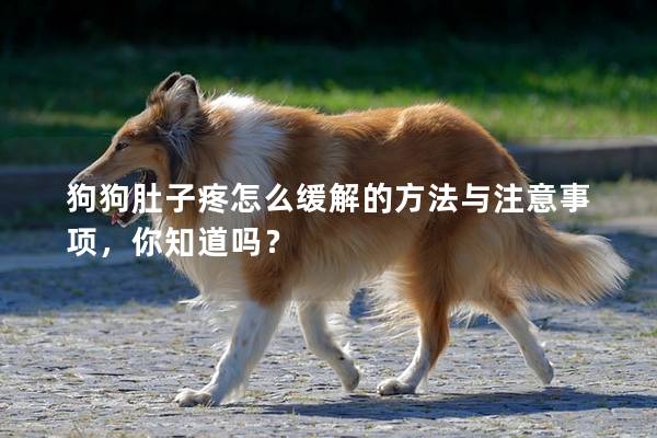 狗狗肚子疼怎么緩解的方法與注意事項，你知道嗎？