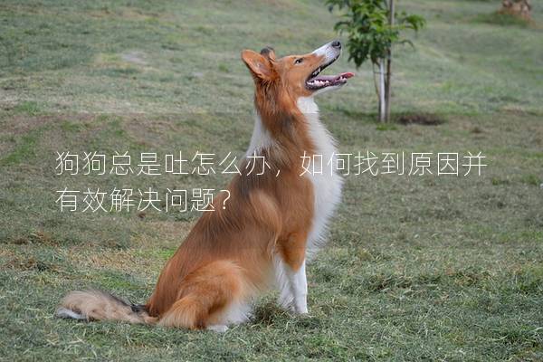 狗狗總是吐怎么辦，如何找到原因并有效解決問題？