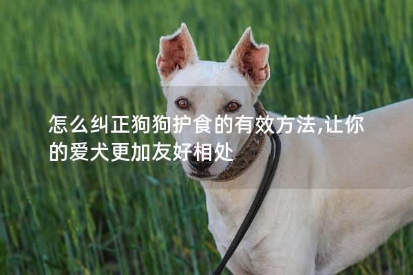 怎么糾正狗狗護食的有效方法,讓你的愛犬更加友好相處 怎么糾正狗狗護食的有效方法,讓你的愛犬更加友好相處