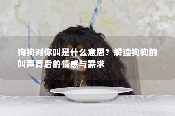 狗狗對你叫是什么意思?解讀狗狗的叫聲背后的情感與需求 狗狗對你叫是什么意思?解讀狗狗的叫聲背后的情感與需求