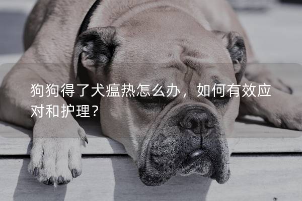 狗狗得了犬瘟熱怎么辦，如何有效應對和護理？