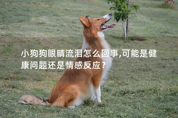 小狗狗眼睛流淚怎么回事,可能是健康問題還是情感反應?