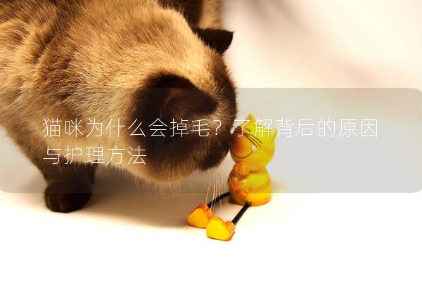 貓咪為什么會掉毛？了解背后的原因與護理方法