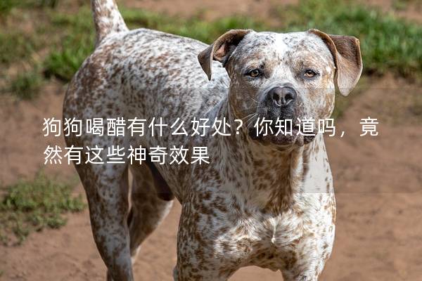 狗狗喝醋有什么好處？你知道嗎，竟然有這些神奇效果