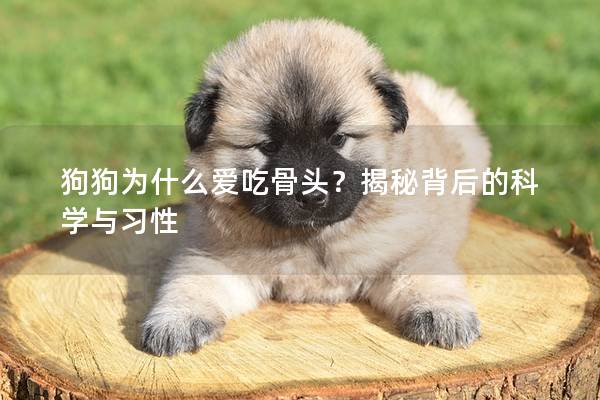 狗狗為什么愛吃骨頭?揭秘背后的科學與習性 狗狗為什么愛吃骨頭?揭秘背后的科學與習性