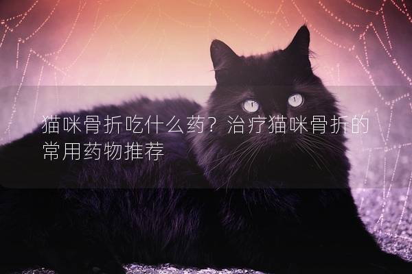 貓咪骨折吃什么藥？治療貓咪骨折的常用藥物推薦