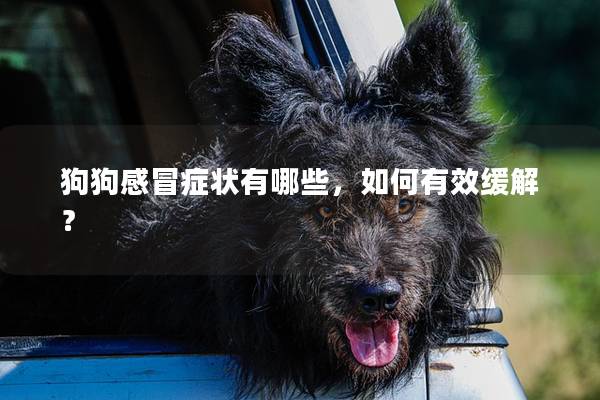 狗狗感冒癥狀有哪些，如何有效緩解？