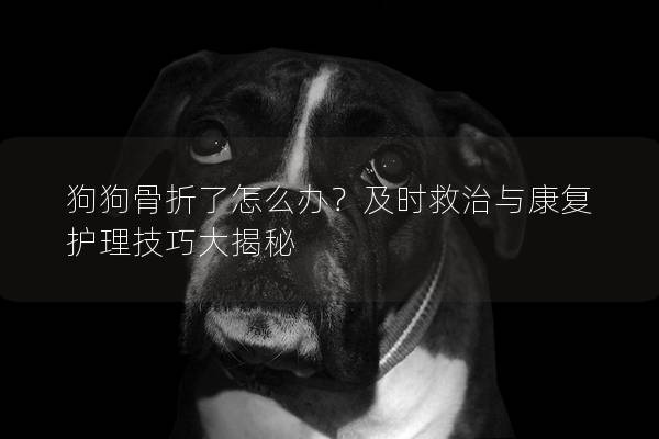 狗狗骨折了怎么辦？及時救治與康復護理技巧大揭秘