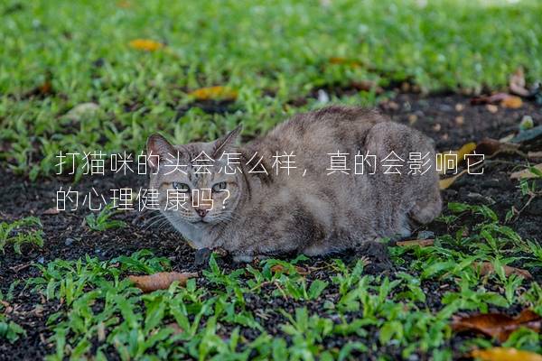 打貓咪的頭會(huì)怎么樣，真的會(huì)影響它的心理健康嗎？