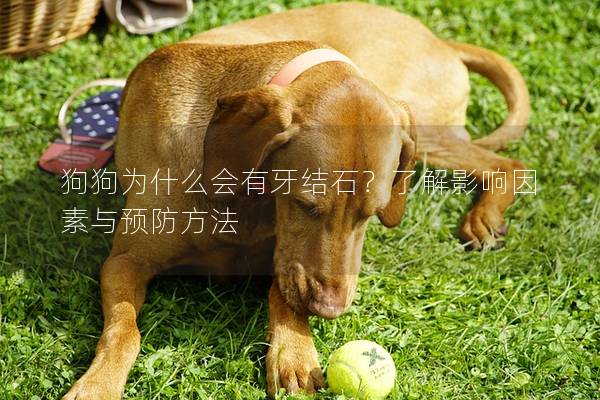 狗狗為什么會有牙結石?了解影響因素與預防方法 狗狗為什么會有牙結石?了解影響因素與預防方法
