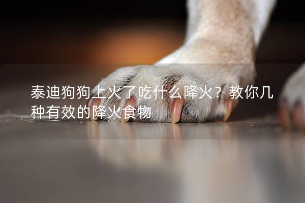 泰迪狗狗上火了吃什么降火?教你幾種有效的降火食物