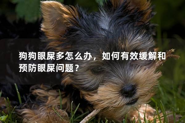 狗狗眼屎多怎么辦,如何有效緩解和預防眼屎問題? 狗狗眼屎多怎么辦,如何有效緩解和預防眼屎問題?