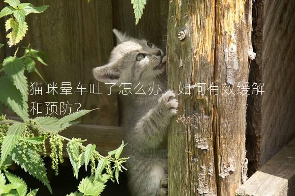 貓咪暈車吐了怎么辦，如何有效緩解和預防？