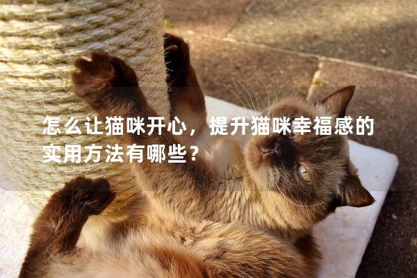 怎么讓貓咪開心,提升貓咪幸福感的實用方法有哪些? 怎么讓貓咪開心,提升貓咪幸福感的實用方法有哪些?