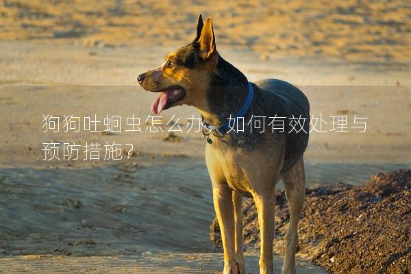 狗狗吐蛔蟲怎么辦，如何有效處理與預防措施？