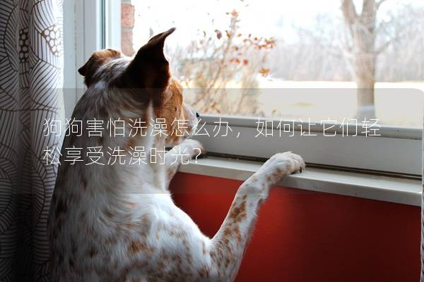 狗狗害怕洗澡怎么辦，如何讓它們輕松享受洗澡時(shí)光？