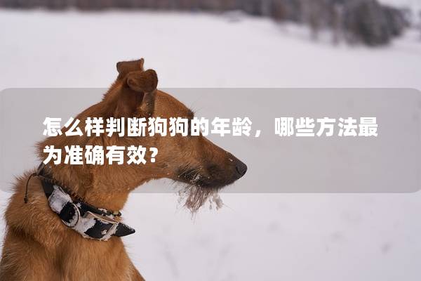 怎么樣判斷狗狗的年齡，哪些方法最為準確有效？