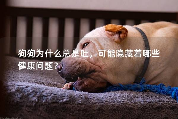 狗狗為什么總是吐，可能隱藏著哪些健康問題？