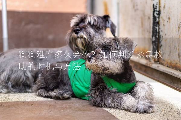 狗狗難產(chǎn)多久會(huì)死？如何判斷緊急救助的時(shí)機(jī)與方法