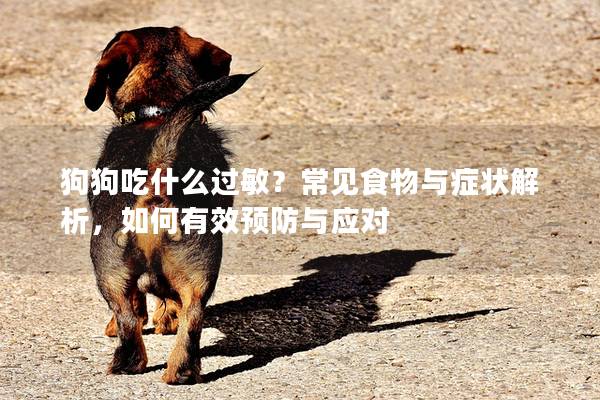 狗狗吃什么過敏？常見食物與癥狀解析，如何有效預防與應對