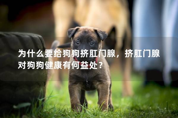 為什么要給狗狗擠肛門腺，擠肛門腺對狗狗健康有何益處？