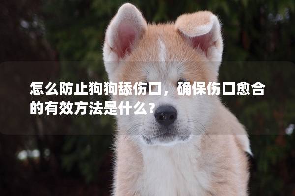 怎么防止狗狗舔傷口，確保傷口愈合的有效方法是什么？