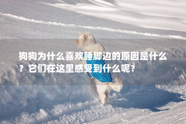 狗狗為什么喜歡睡腳邊的原因是什么？它們在這里感受到什么呢？