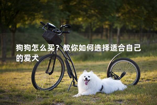 狗狗怎么買？教你如何選擇適合自己的愛犬