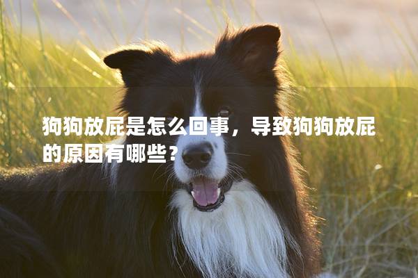 狗狗放屁是怎么回事，導致狗狗放屁的原因有哪些？