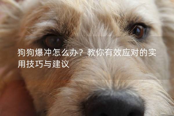 狗狗爆沖怎么辦？教你有效應對的實用技巧與建議