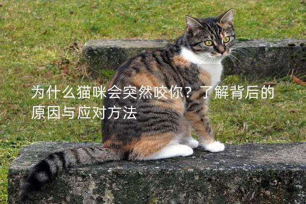 為什么貓咪會突然咬你？了解背后的原因與應對方法