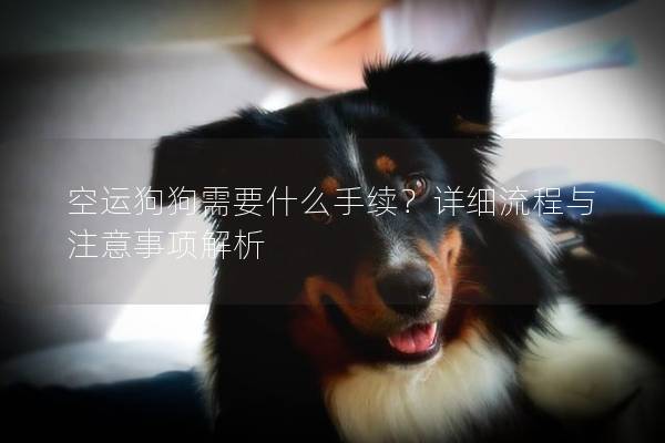 空運(yùn)狗狗需要什么手續(xù)？詳細(xì)流程與注意事項(xiàng)解析
